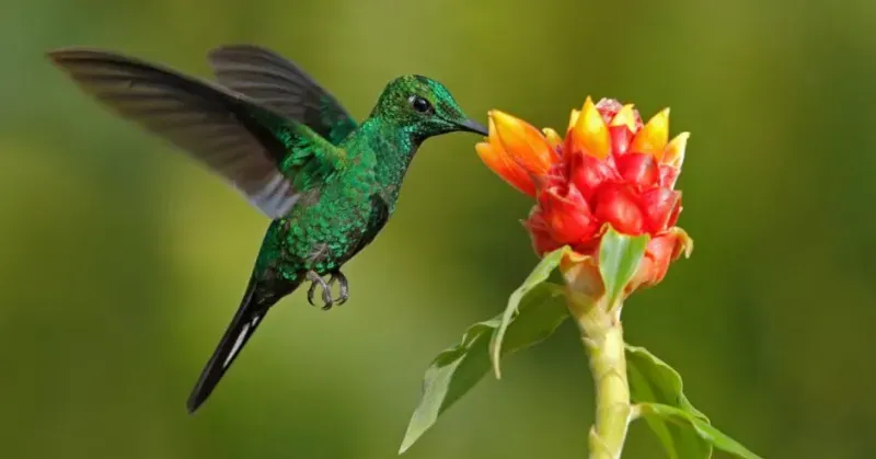 Soccer Program Costa Rica